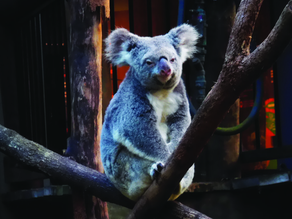 Daisy Hill Koala Park