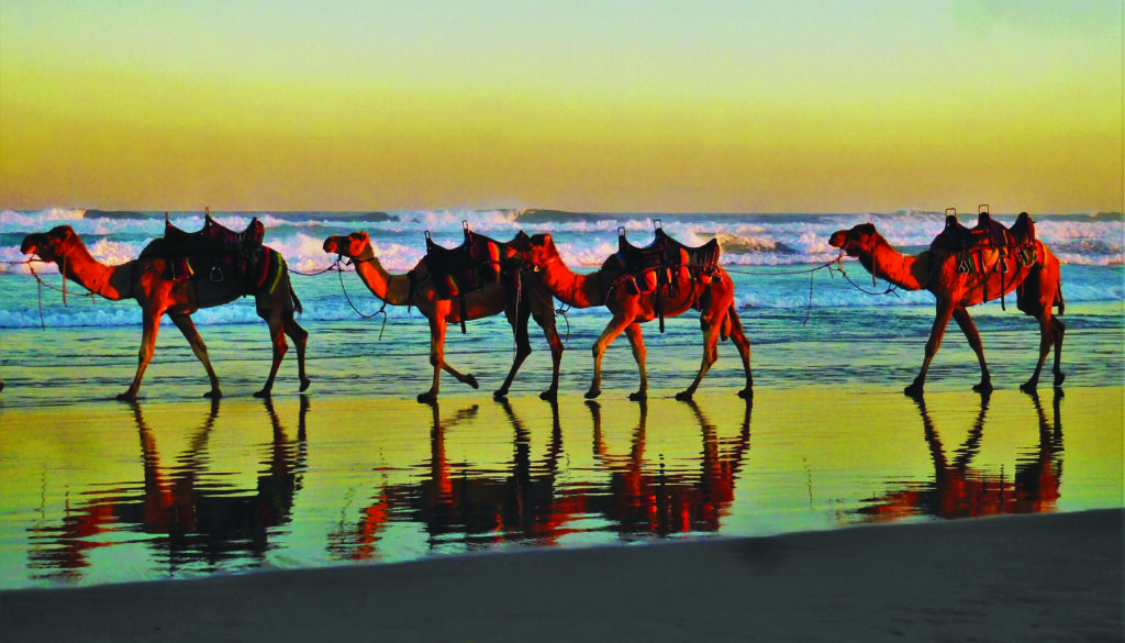 Camellos en playa Birubi